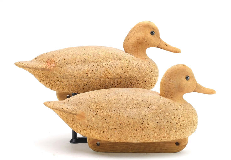 Cigar Daisey – Green-winged Teal – 2024