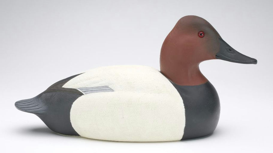 Cigar Daisey – Canvasback – 2023