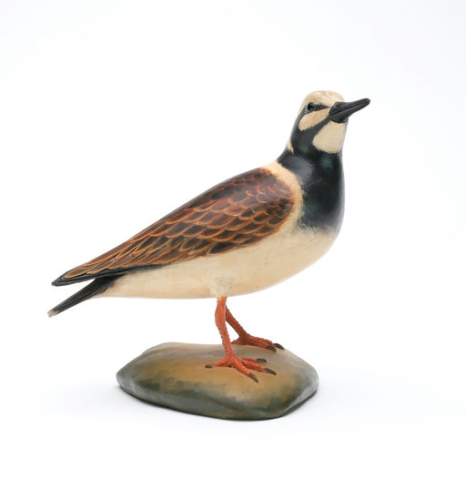 Frank Finney – Ruddy Turnstone With Head Turned Almost 90 Degrees – 2025