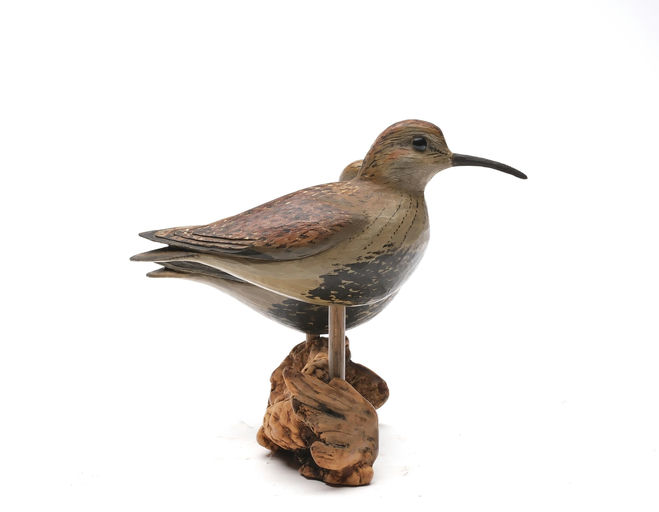 Bill Gibian – Sanderling – 2026