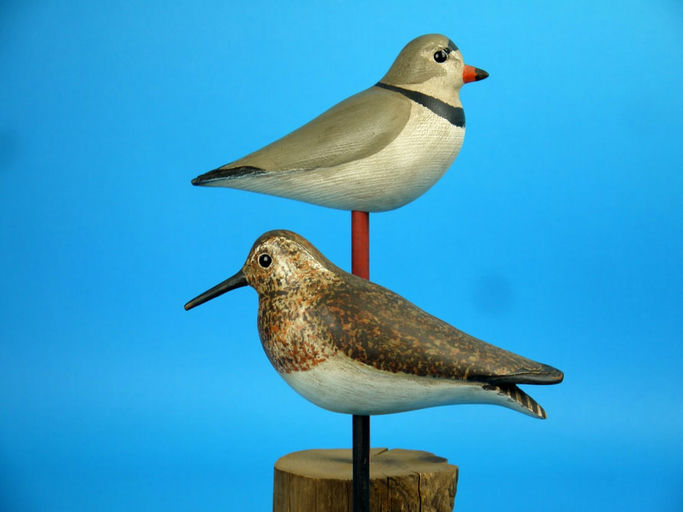 Steve Morey – Piping Plover/Peep – 2026