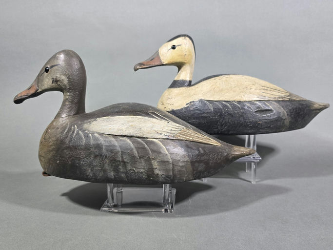 Reggie Birch – Labrador Duck – 2026