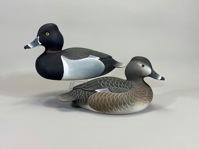 Oliver Lawson – Ringneck – 2026