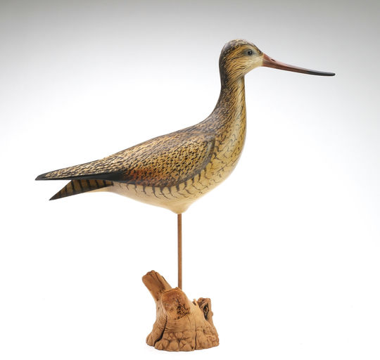 Bill Gibian – Marbled Godwit – 2025