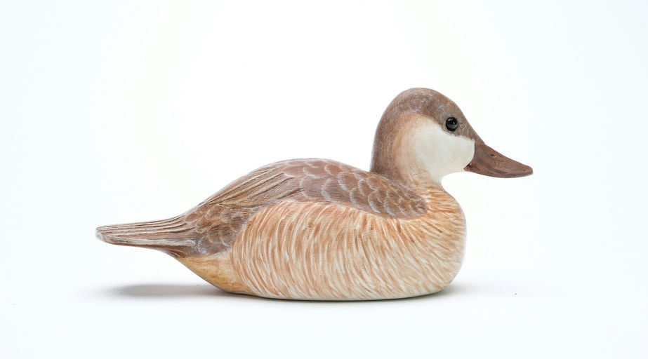 Cigar Daisey – Ruddy Duck – 2025