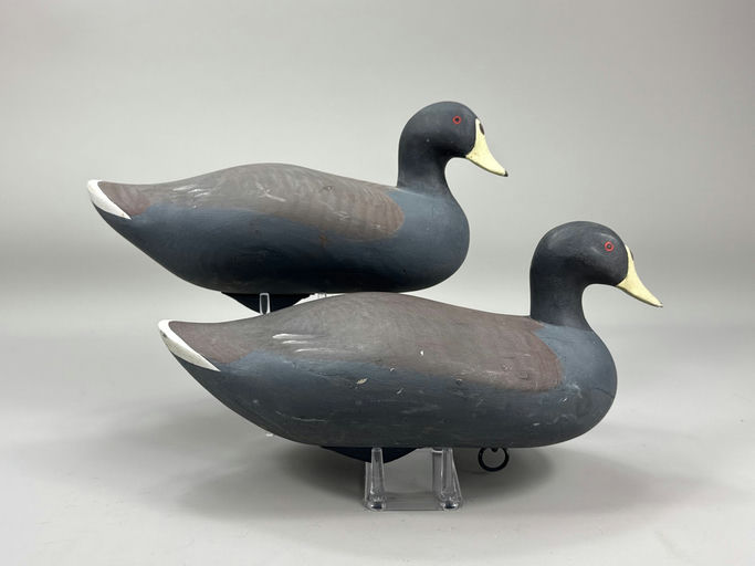 R. Madison Mitchell – Coot – 2026