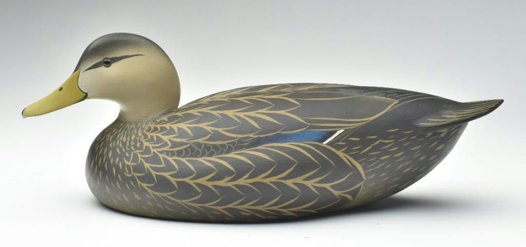 Oliver Lawson – Black Duck – 2023