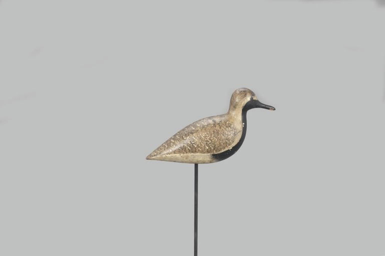 Harry V. Shourds – Plover in Spring Plumage – 2021