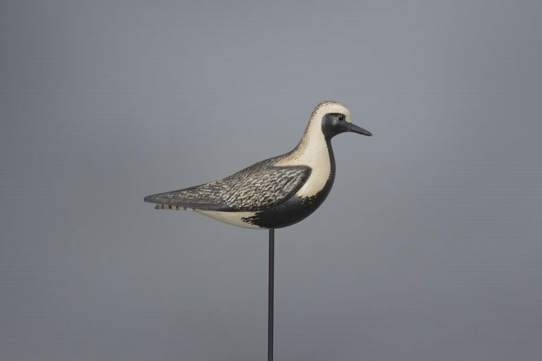 Bill Gibian – Black Bellied Plover – 2017