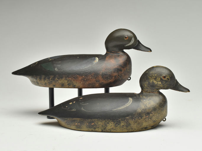 Nate Quillen — Blue-winged Teal