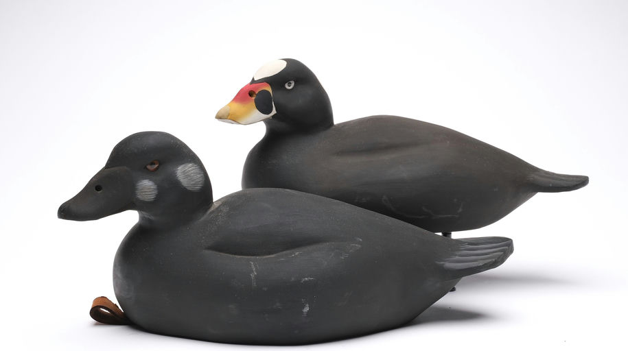 Steve Brettell – Surf Scoter – 2026