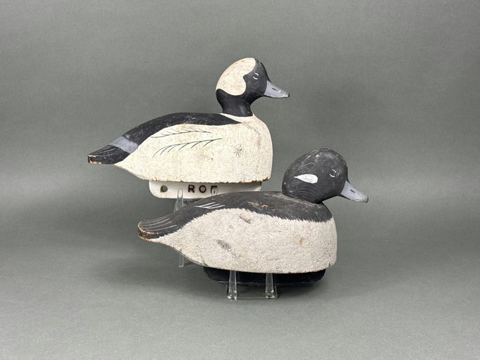 Roe Terry – Bufflehead – 2026