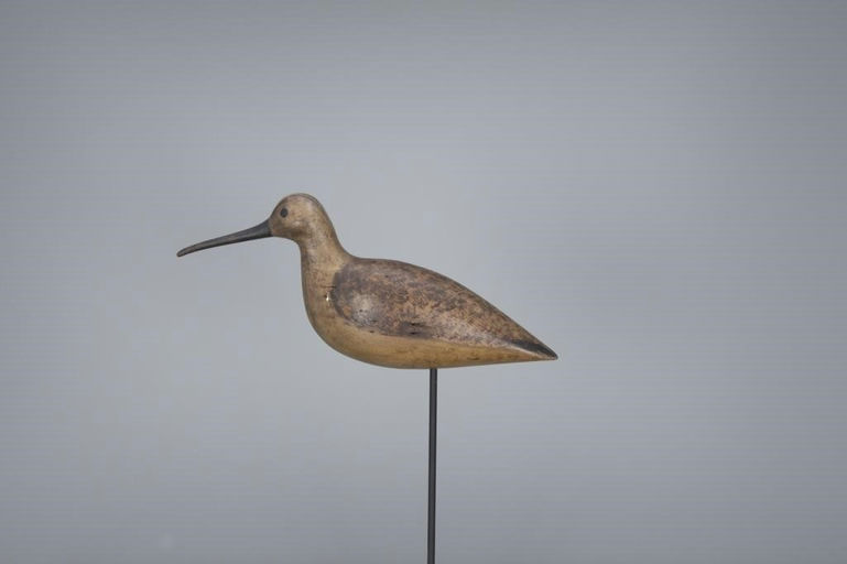 Harry V. Shourds – Hudsonian Curlew – 2018