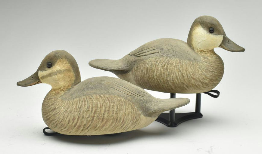 Cigar Daisey – Ruddy Duck – 2023
