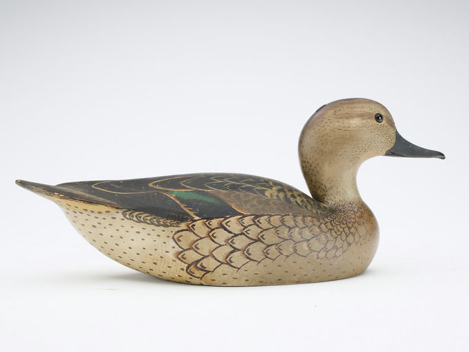 Ward Brothers – Greenwing teal – 2024