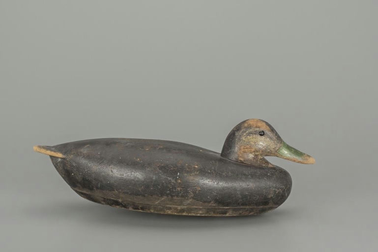 Albert Laing – Early Black Duck – 2018