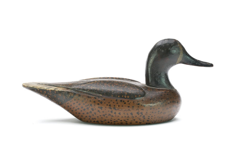 Duncan Ducharme – Blue-winged Teal – 2026