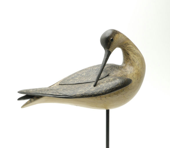 Bill Gibian – Preening Yellowlegs – 2025