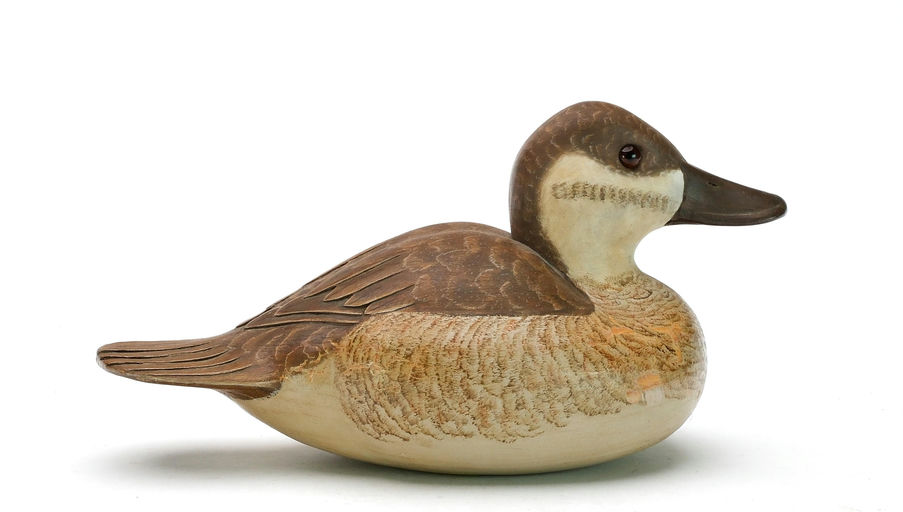 Cigar Daisey – Ruddy Duck – 2025