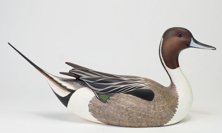 Leo McIntosh — Pintail Drake