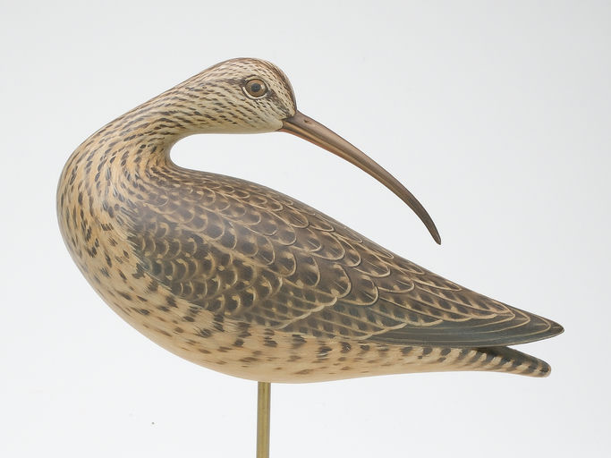 Keith Mueller – Preening Whimbrel – 2023