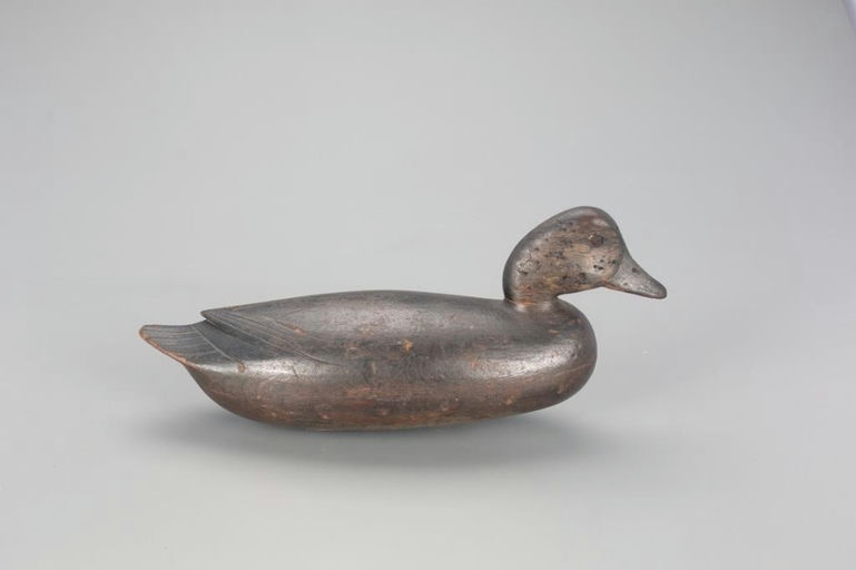 John English – Wigeon Hen – 2021