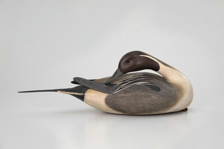 Bill Gibian – Preening Pintail – 2026