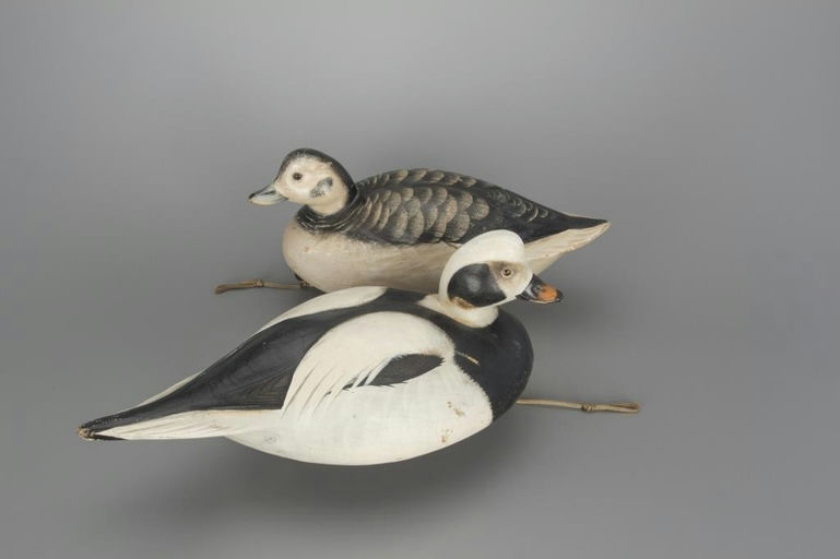 Jim Schmiedlin – Long-Tailed Duck Pair – 2018