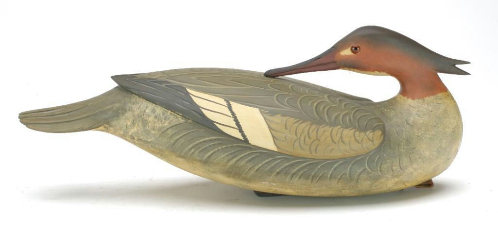 Bob White – Preening Merganser Hen – 2023