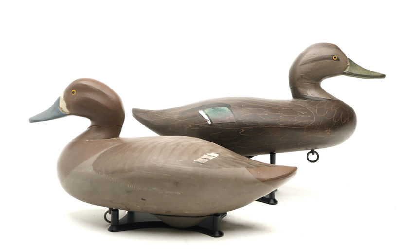 R. Madison Mitchell – Black Duck Hen – 2026