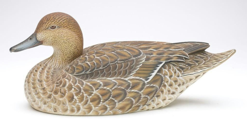 Tom Matus – Pintail Hen – 2023