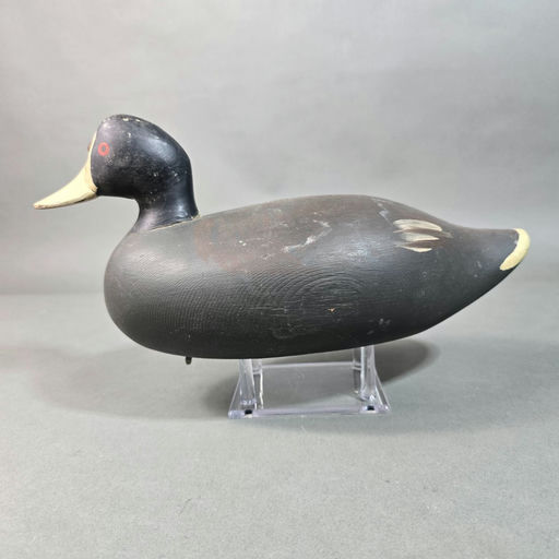 Paul Gibson — Coot