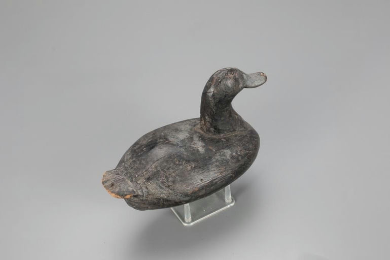 Alvery Alvirah Wright – The O'brien Wright Ruddy Duck – 2021