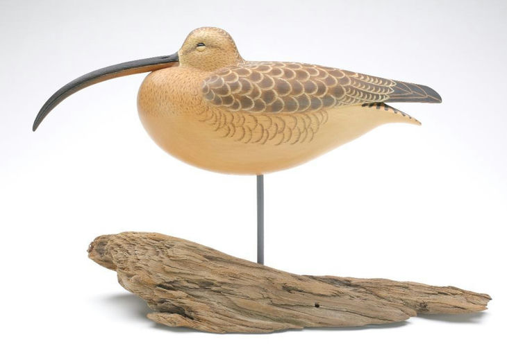 Cigar Daisey – Curlew – 2023