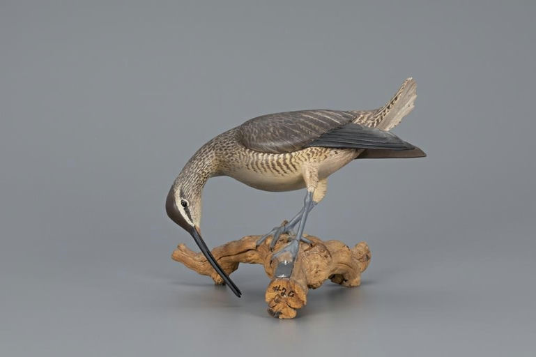 Ward Brothers – Feeding Hudsonian Curlew – 2019