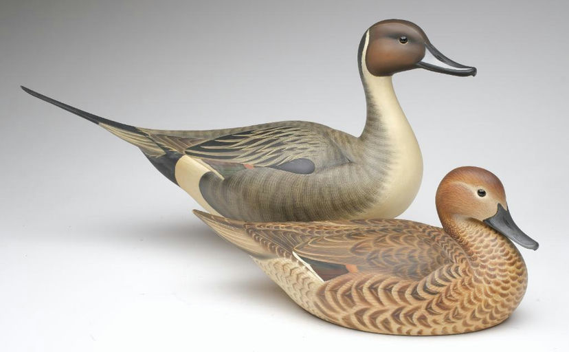 Josh Brewer – Pintail – 2023