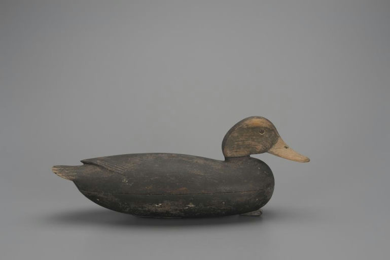 John English – Black Duck – 2018