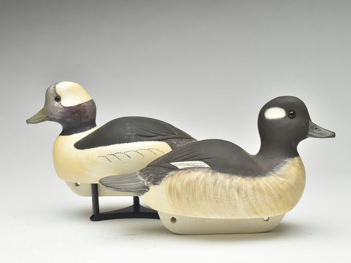 Cigar Daisey – Bufflehead – 2023