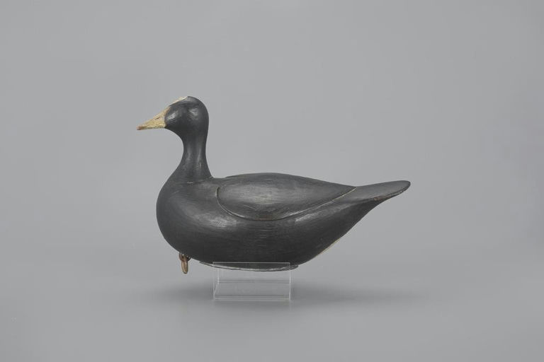 Mark McNair – Root-Head Coot – 2023