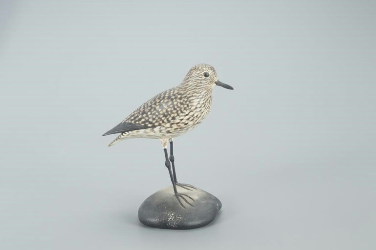 Elmer Crowell – Golden Plover in Winter Plumage – 2022