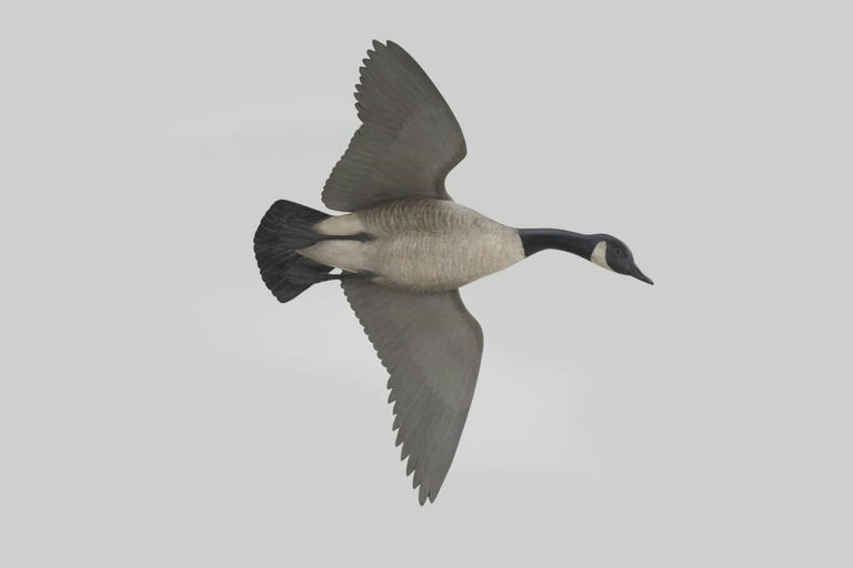 Eddie Wozny – Flying Goose – 2026