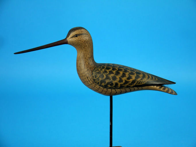 William Bill Johnson – Marbled Godwit – 2026