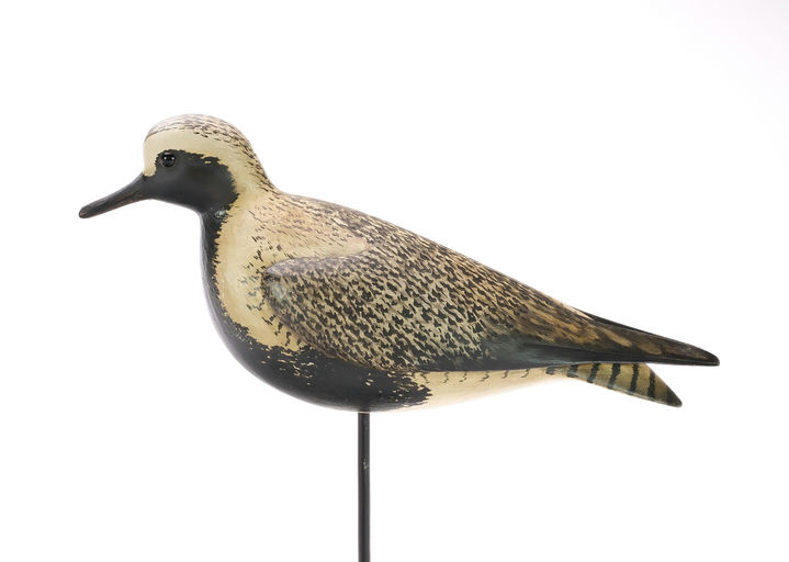 Bill Gibian – Black Bellied Plover – 2024