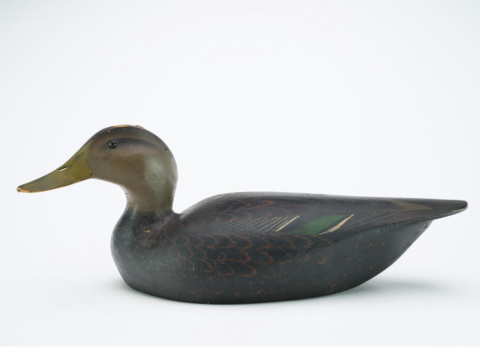 Ward Brothers – Black duck – 2024