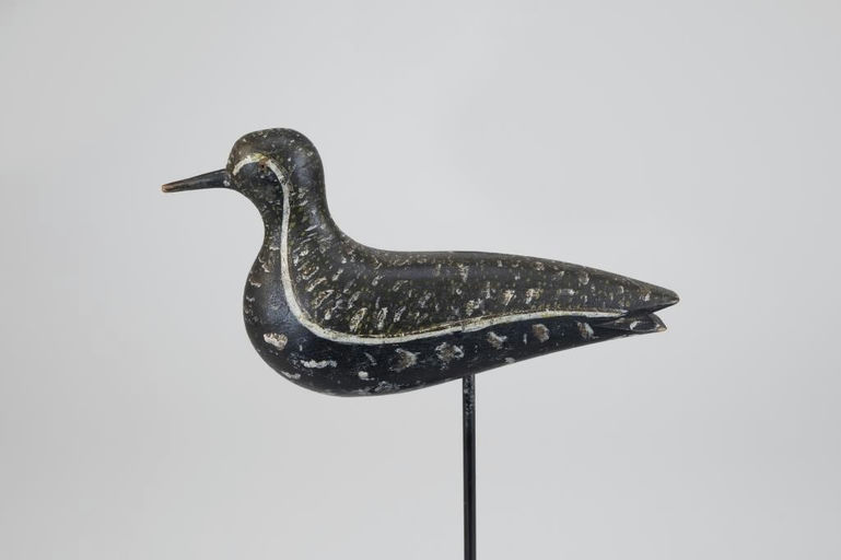 Mr. Webster – Golden Plover – 2026