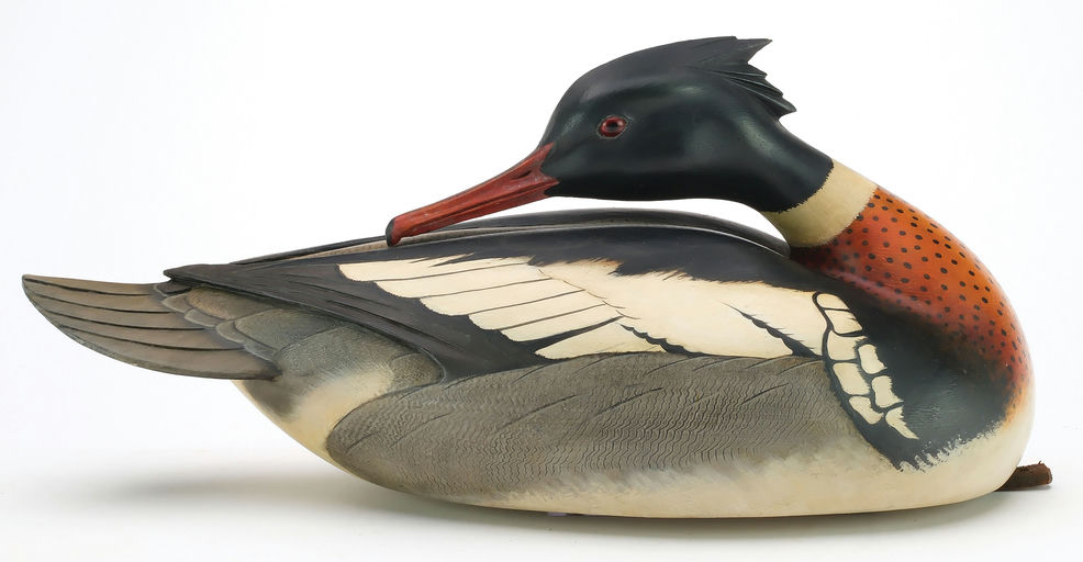 Bill Gibian – Preening Red-breasted Merganser – 2024
