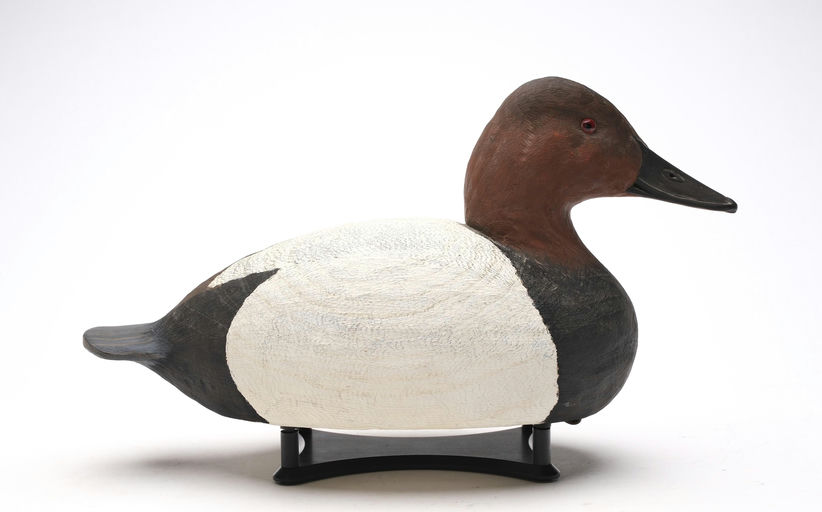 Cigar Daisey – Canvasback – 2026