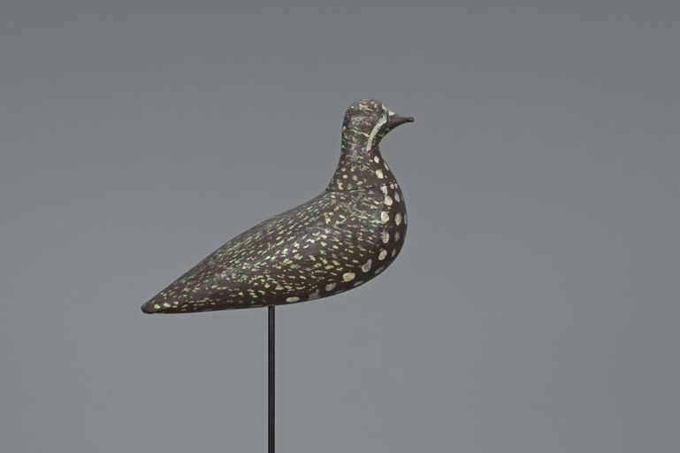 Coffin Family – Golden Plover – 2019