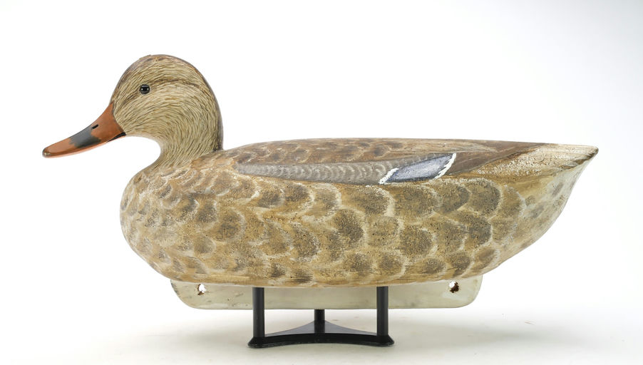 Cigar Daisey – Mallard – 2025
