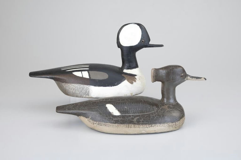 Billy Ellis – Rare Hooded Merganser Pair – 2026